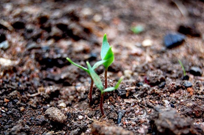 World soil day  5 December